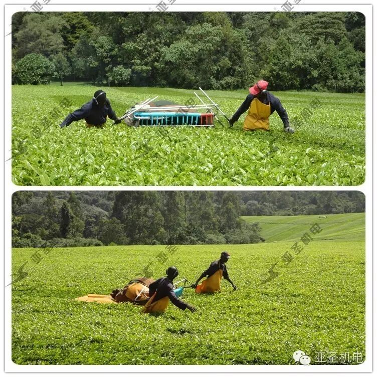 Medicinal-crop field development