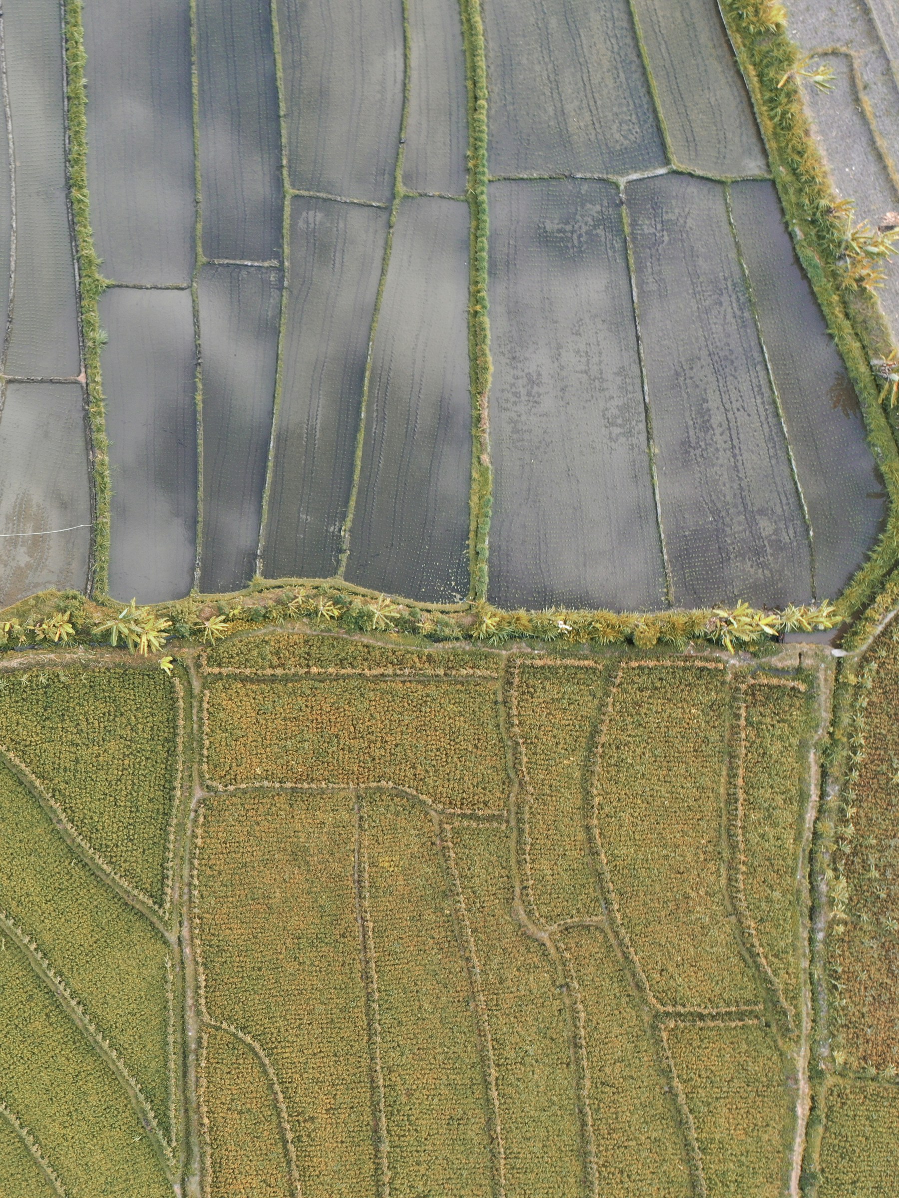 Rice transplanting